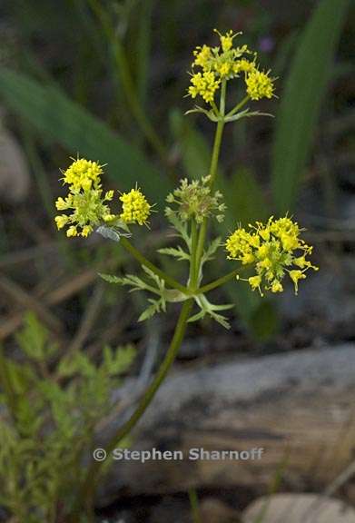 sanicula tuberosa 4 graphic